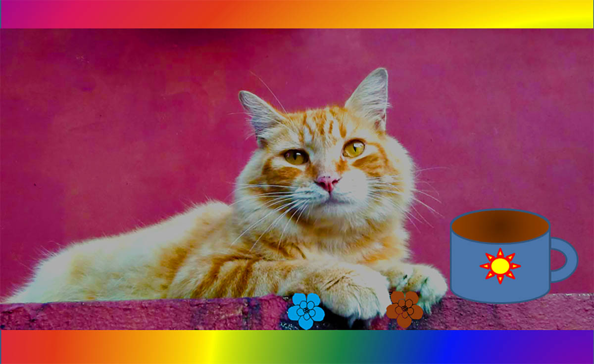 marmalade the cat