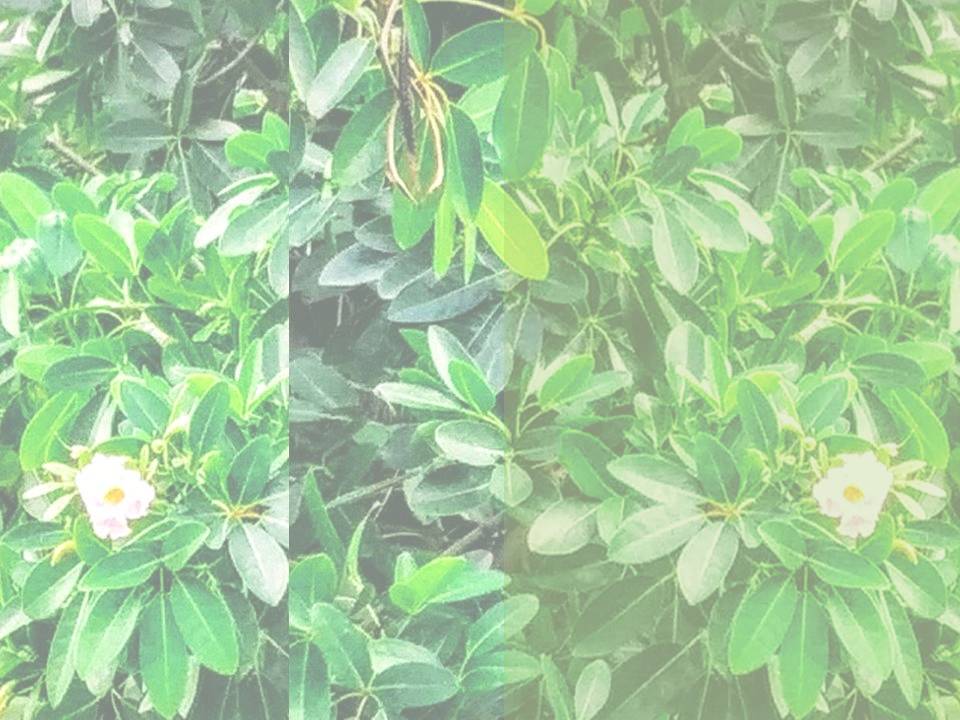 Leaves image